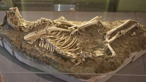 Museo Civico Archeologico e Pinacoteca “Edilberto Rosa”