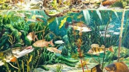 Abitanti del Lago: i pesci e gli uccelli del Trasimeno